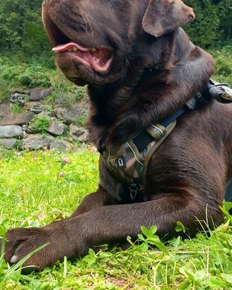 Labrador chocolate per monta