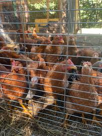 Polli e galline