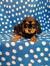 cavalier-king-charles-spaniel-cuccioli-maschi