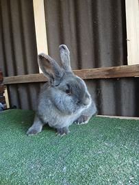 Conigli blu di vienna