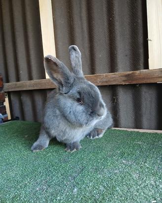 Conigli blu di vienna