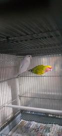 Inseparabili