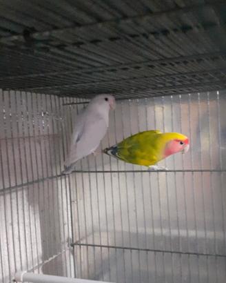 Inseparabili