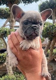 Bulldog francese blu