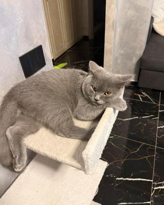 Gattino british shorthair