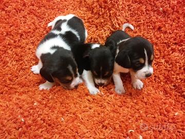 Cuccioli di beagle tricolore