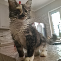 Cuccioli maine coon pedigree AFSI