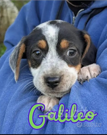 Incantevoli cuccioli