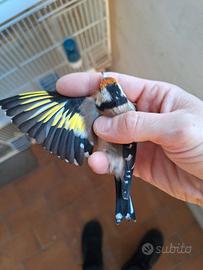 Cardellino ancestrale portatore di agata