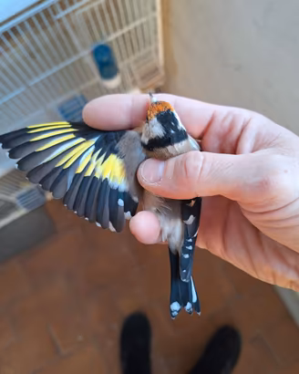 Cardellino ancestrale portatore di agata