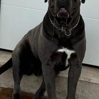 Cane corso