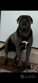 Cane corso