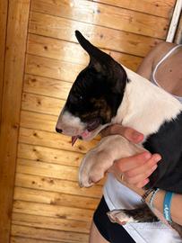 Bull terrier