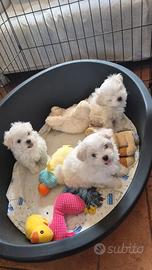 Cuccioli di maltese