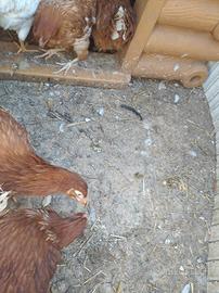 Galline ovaiole