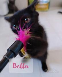 Gattina femmina