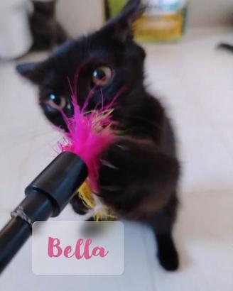 Gattina femmina