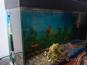 Acquario e pesce pulitore