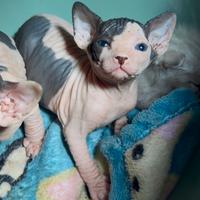 Maschietti sphynx