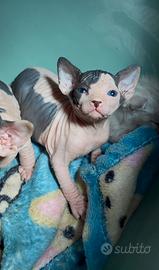 Maschietti sphynx