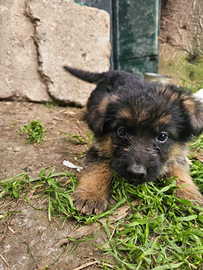 Cucciolo di pastore tedesco
