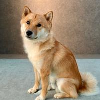 Shiba Inu Accoppiamento