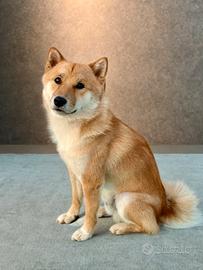 Shiba Inu Accoppiamento