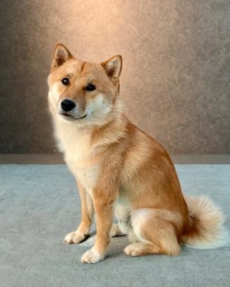 Shiba Inu Accoppiamento