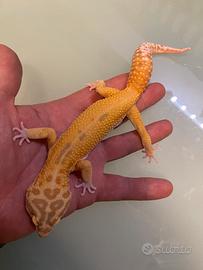 Geco leopardino
