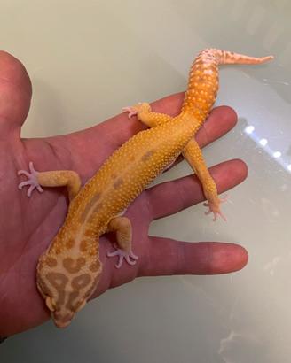 Geco leopardino