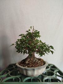 Bonsai acero tridente