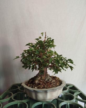 Bonsai acero tridente