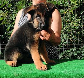 cuccioli di pastore tedesco 