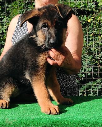 cuccioli di pastore tedesco 
