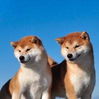 Cuccioli Shiba Inu