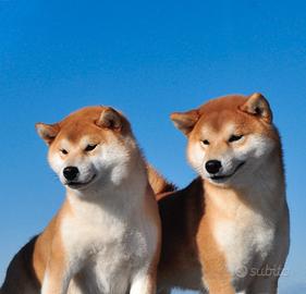 Cuccioli Shiba Inu