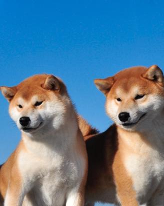 Cuccioli Shiba Inu