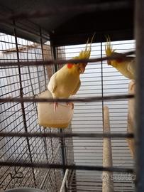 Calopsita