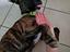 Immagine 2
