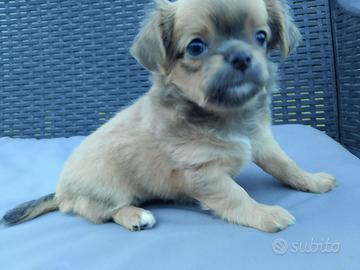 Chihuahua femmina