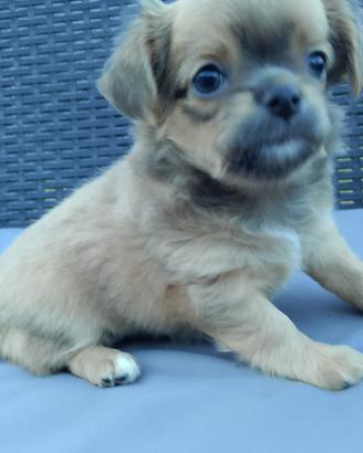 Chihuahua femmina