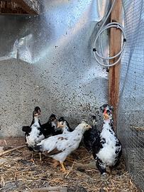 Pulcini Gallina della Ritirata