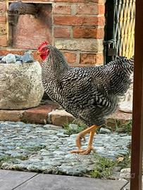 Gallo Amrock