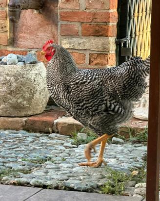 Gallo Amrock