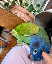 Pionus menstruss allevato a mano