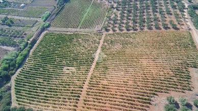 TERRENO A ALCAMO