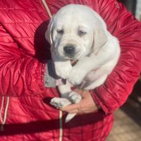 Labrador miele con pedigree