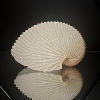 Conchiglia Argonauta