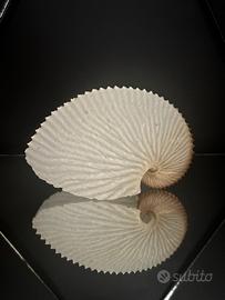 Conchiglia Argonauta