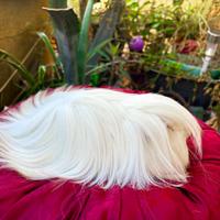 Cavia porcellino d'india a pelo lungo